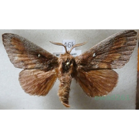 Dendrolimus pini (Linnaeus, 1758) male Barczatka sosnówka Czech46k